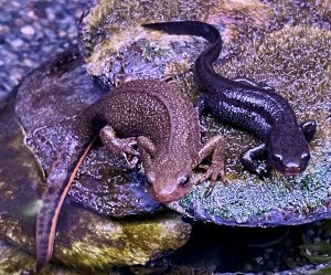 アカハライモリの飼育に挑戦！！の画像